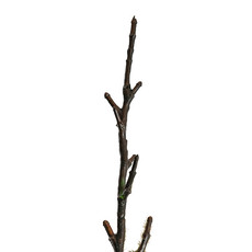 Artificial Long Twig Branch Spray Brown (129cmH)