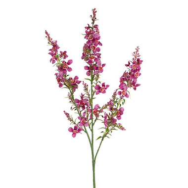 Australian & Native Flowers - Catmint Spray Mulberry (75cmH)