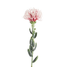 Australian & Native Flowers - Native Leucospermum Soft Pink (61cmH)