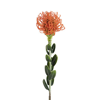 Australian & Native Flowers - Native Leucospermum Orange (61cmH)