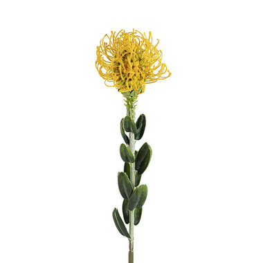 Australian & Native Flowers - Native Leucospermum Yellow (61cmH)