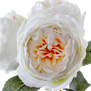English Garden Rose Bouquet Champagne (35cmH)