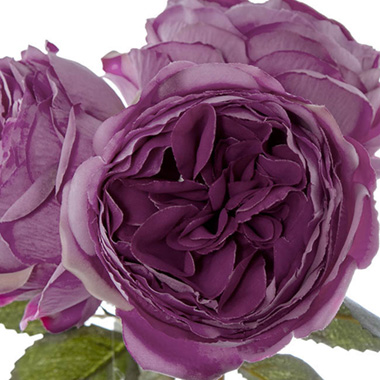 English Garden Rose Bouquet Fuchsia (35cmH)