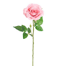 Artificial Roses - Blooming Garden Rose Stem Blush Pink (13cmDx64cmH)
