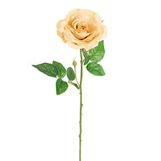 Gift AF - Artificial Roses - Blooming Garden Rose Stem Nude (13cmDx64cmH)