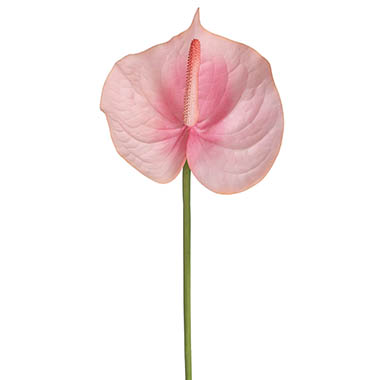 Artificial Tropical Flowers - Anthurium Real Touch Large Pink (70cmH)