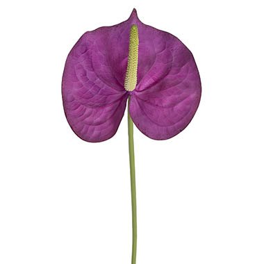Artificial Tropical Flowers - Anthurium Real Touch Large Purple (70cmH)