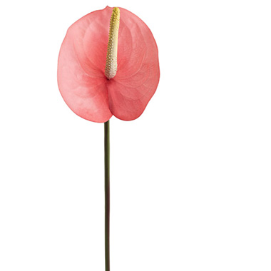 Artificial Tropical Flowers - Real Touch Anthurium Soft Pink (63cmH)