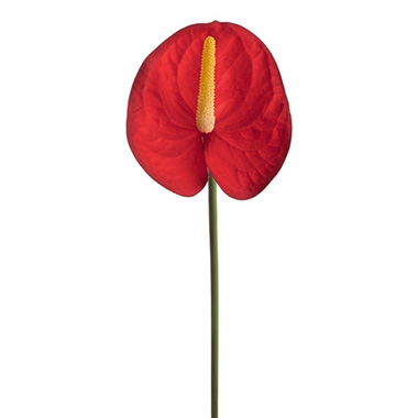 Artificial Tropical Flowers - Real Touch Anthurium Red (63cmH)