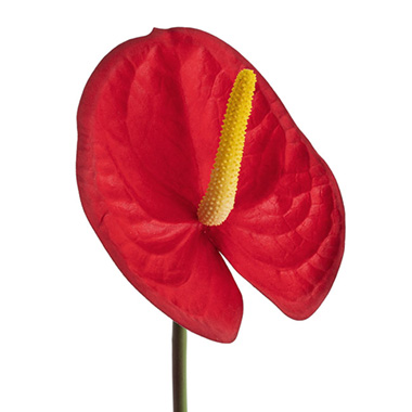 Real Touch Anthurium Red (63cmH)