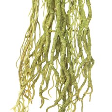 Orchid Roots Bunch Green (52cmH)