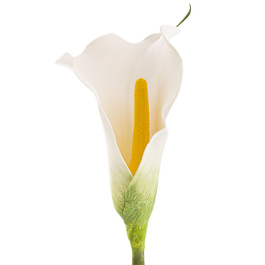 Real Touch Calla Lily White (72cmH)