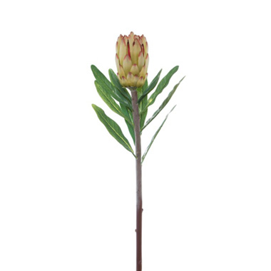 Australian & Native Flowers - Native Protea Longifolia Green (76cmH)