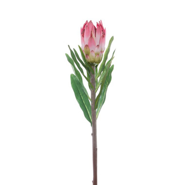 Australian & Native Flowers - Native Protea Longifolia Pink (76cmH)