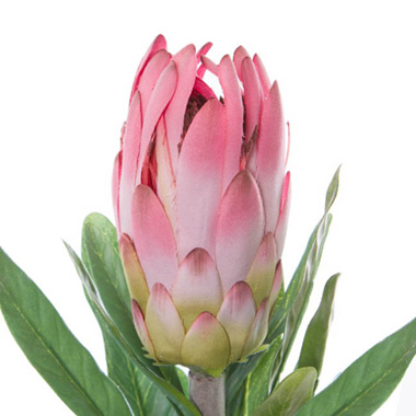 Native Protea Longifolia Pink (76cmH)