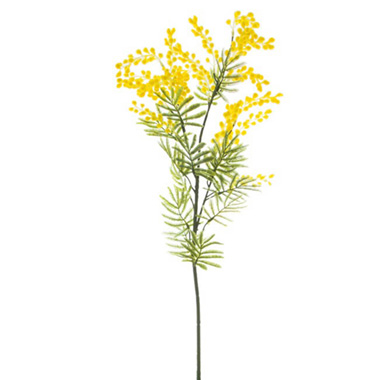Australian & Native Flowers - Australian Native Wattle Supreme Yellow (85cmH)