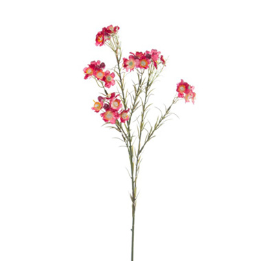 Australian & Native Flowers - Australian Native Geraldton Wax Flower Burgundy (67cmH)