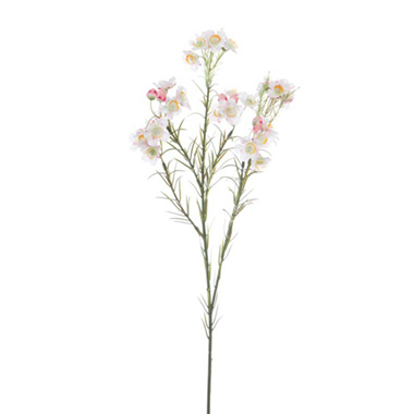 Australian & Native Flowers - Australian Native Geraldton Wax Flower White (67cmH)