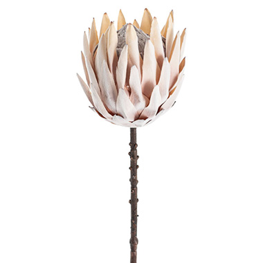 Dried Look XL Artificial Queen Protea Beige (70cmH)