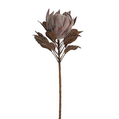Artificial Dried Flowers - Native King Protea Natural Brown (73cmH)