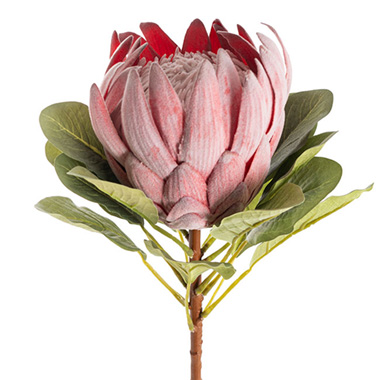 Native King Protea Pink (73cmH)