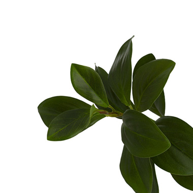 Artificial Real Look Peperomia Leaf Spray Green (65cmH)