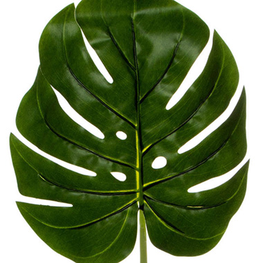 Philo Split Leaf Pick Dark Green (55cmH)