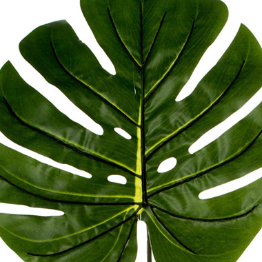Philo Split Leaf Dark Green (100cmH)