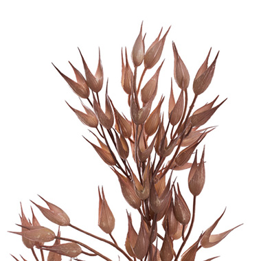 Coix Seed Grass Spray Almond (65cmH)