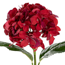 Annabelle Hydrangea Stem Dark Red (19cmDx55cmH)
