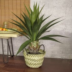 Artificial Agave Potted Plant (90cmH)