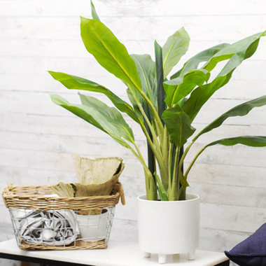 Artificial Dracaena Potted Plant Fresh Look (85cmH)