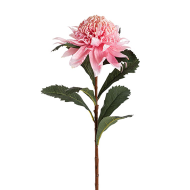 Australian & Native Flowers - Native Waratah Soft Pink (80cmH)