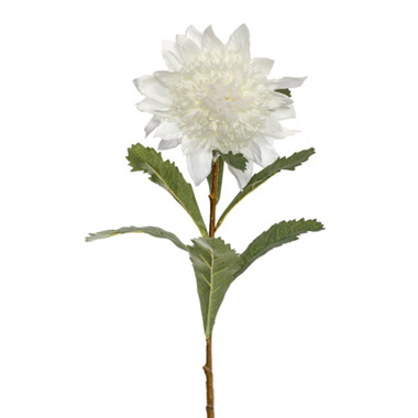 Australian & Native Flowers - Native Waratah White (80cmH)