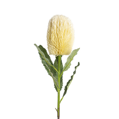 Australian Banksia Stem Cream (65cmH)
