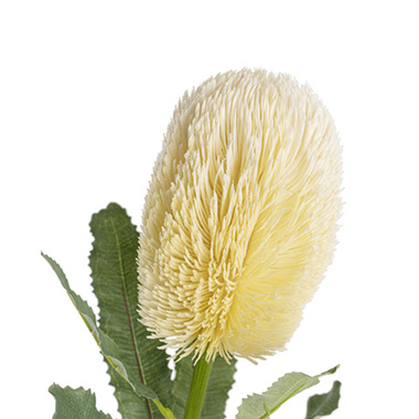 Australian Banksia Stem Cream (65cmH)