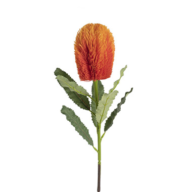 Australian & Native Flowers - Australian Banksia Stem Orange (65cmH)