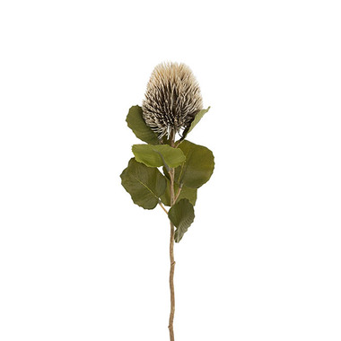 Australian & Native Flowers - Baxteri Banksia Stem Grey (6cmDx59cmH)