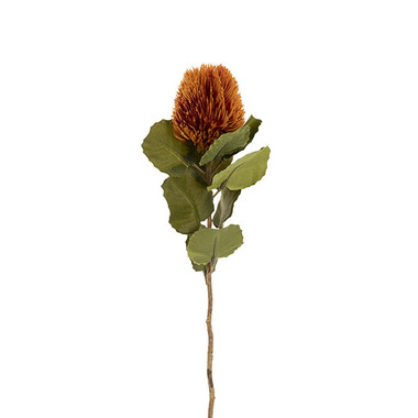 Australian & Native Flowers - Baxteri Banksia Stem Orange (6cmDx59cmH)