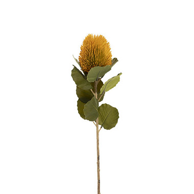 Australian & Native Flowers - Baxteri Banksia Stem Golden Yellow (6cmDx59cmH)