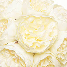 Peony Bouquet Emily x8 Flowers Cream (34cmH)