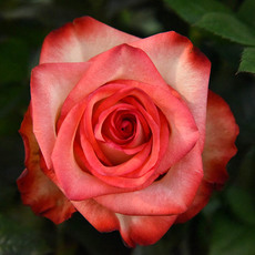 Fresh Roses - Premium Fresh Ecuador Rose Bunch 10 Blush (50cm)