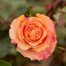Fresh Roses - Premium Fresh Ecuador Rose Bunch 10 Carpe Diem (50cm)