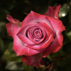 Fresh Roses - Premium Fresh Ecuador Rose Bunch 10 Deep Purple (50cm)