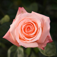 Fresh Roses - Premium Fresh Ecuador Rose Bunch 10 Engagement (50cm)