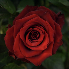Fresh Roses - Premium Fresh Ecuador Rose Bunch 10 Explorer (50cm)