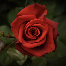 Fresh Roses - Premium Fresh Ecuador Rose Bunch 10 Freedom (50cm)