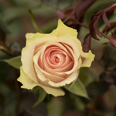 Fresh Roses - Premium Fresh Ecuador Rose Bunch 10 Frutetto (50cm)