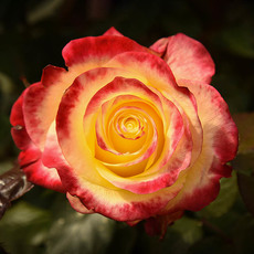 Fresh Roses - Premium Fresh Ecuador Rose Bunch 10 Hot Merengue (50cm)