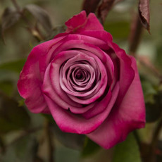 Fresh Roses - Premium Fresh Ecuador Rose Bunch 10 Moody Blues (50cm)